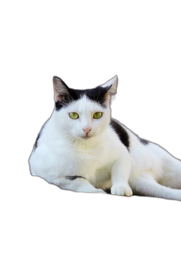 Gato sobre un techo sin fondo