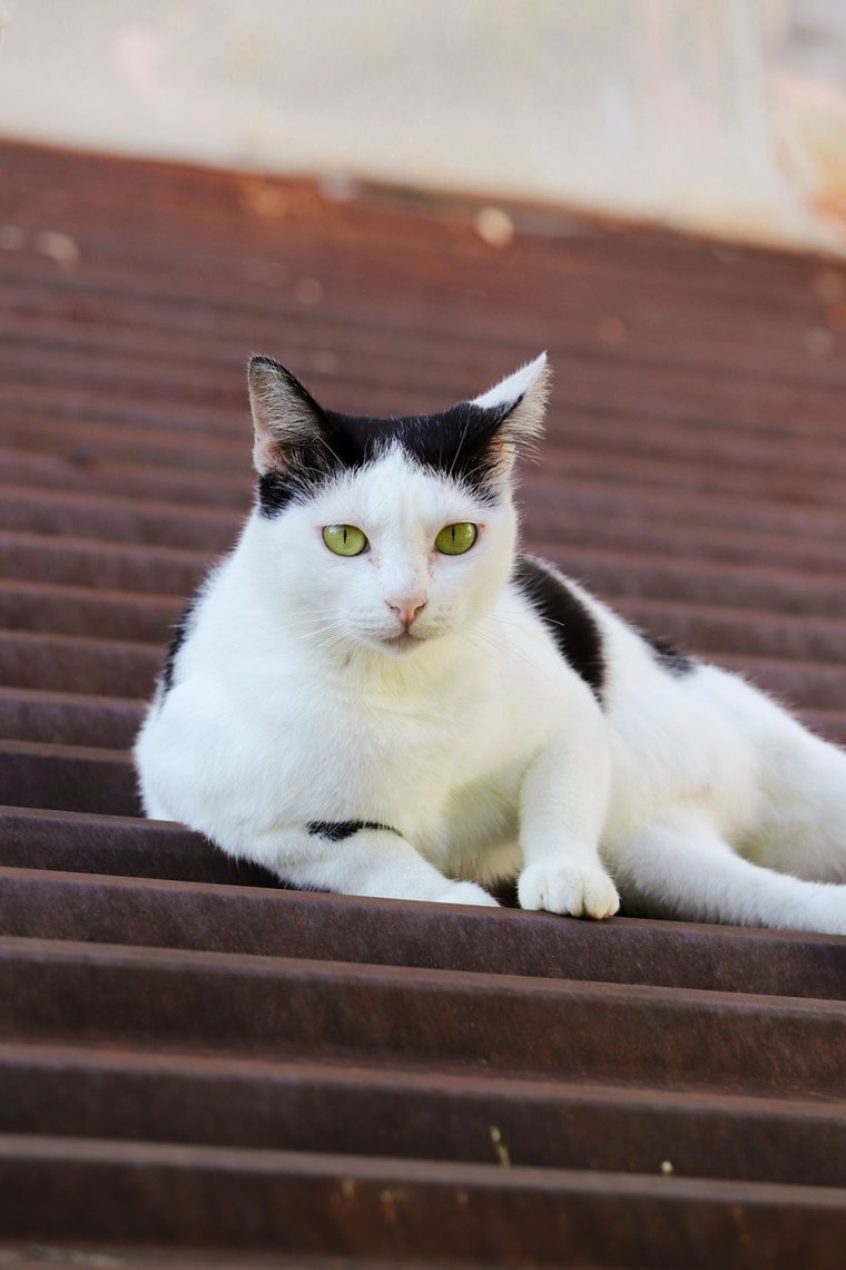 Gato sobre un techo
